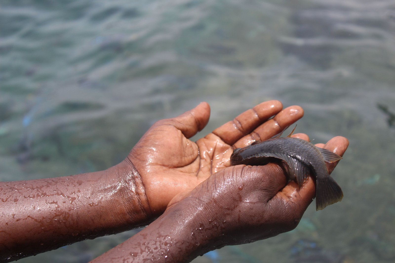 Fish Farming